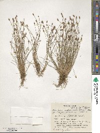 Eleocharis ovata image