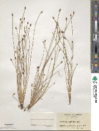 Eleocharis ovata image