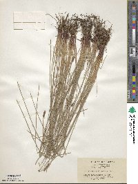 Eleocharis valleculosa image