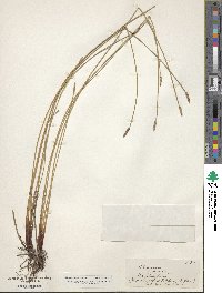 Image of Eleocharis acuta