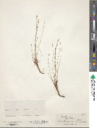 Image of Eleocharis gracillima