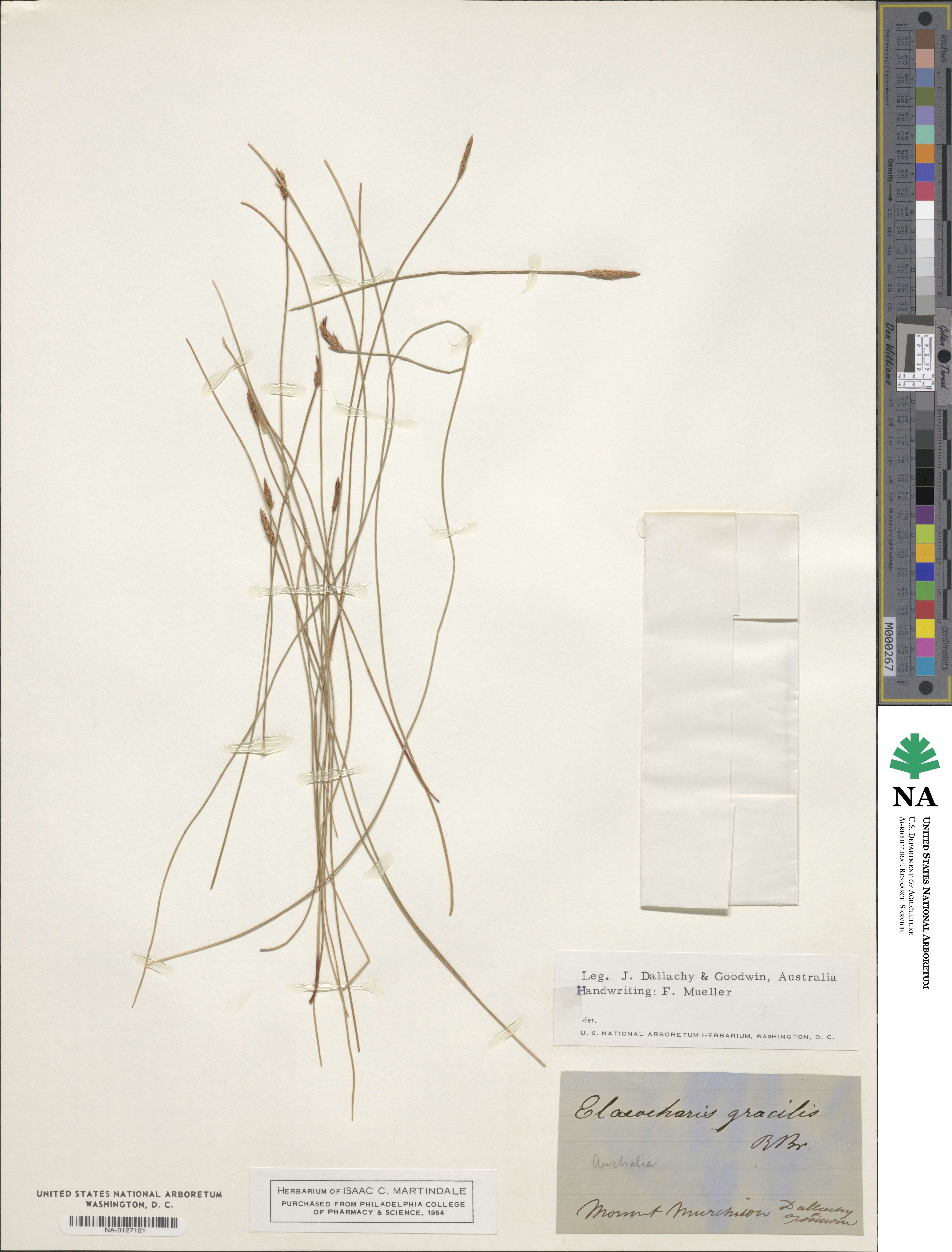 Eleocharis gracilis image