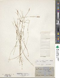 Image of Eleocharis gracilis