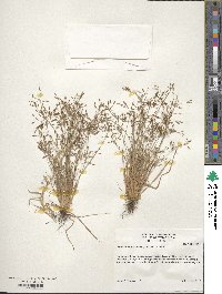 Fimbristylis autumnalis image