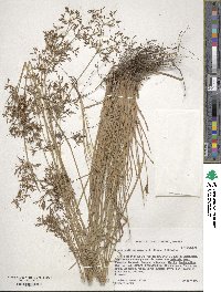 Fimbristylis autumnalis image