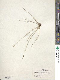 Fimbristylis autumnalis image