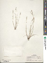 Fimbristylis autumnalis image