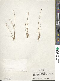 Fimbristylis autumnalis image