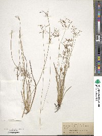 Fimbristylis autumnalis image