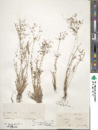 Fimbristylis autumnalis image