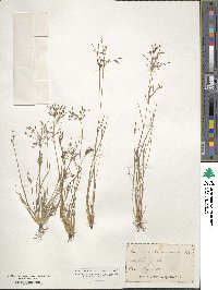 Fimbristylis autumnalis image