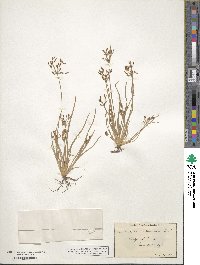 Fimbristylis autumnalis image