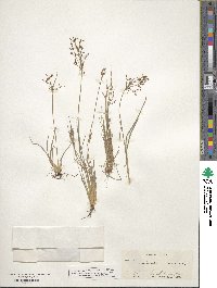 Fimbristylis autumnalis image