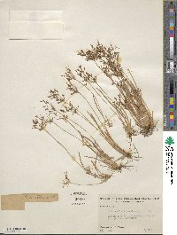 Fimbristylis autumnalis image