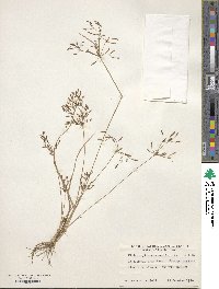 Fimbristylis autumnalis image