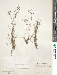 Fimbristylis autumnalis image