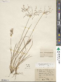 Fimbristylis autumnalis image