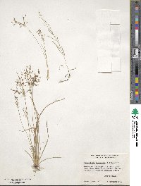 Fimbristylis autumnalis image