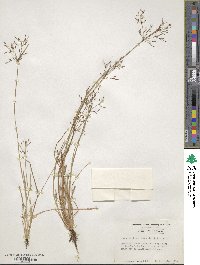 Fimbristylis autumnalis image