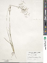 Fimbristylis autumnalis image