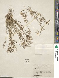 Fimbristylis autumnalis image