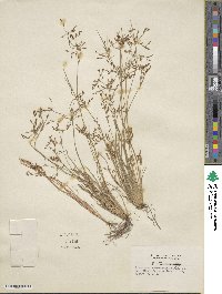 Fimbristylis autumnalis image