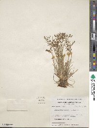 Fimbristylis autumnalis image