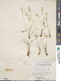 Fimbristylis autumnalis image