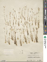 Fimbristylis autumnalis image