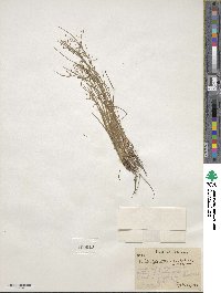 Fimbristylis autumnalis image