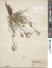 Fimbristylis autumnalis image