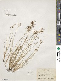 Fimbristylis autumnalis image