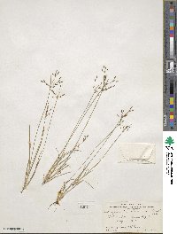 Fimbristylis autumnalis image