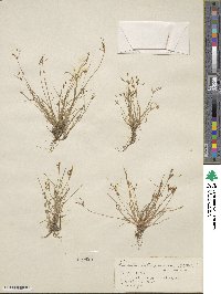 Fimbristylis autumnalis image