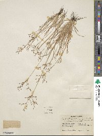 Fimbristylis autumnalis image