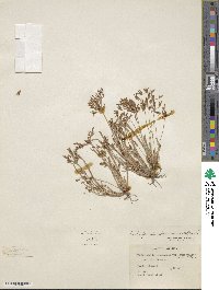 Fimbristylis autumnalis image