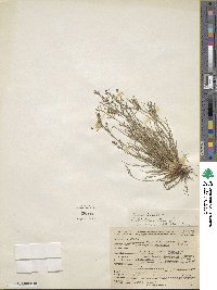 Fimbristylis autumnalis image