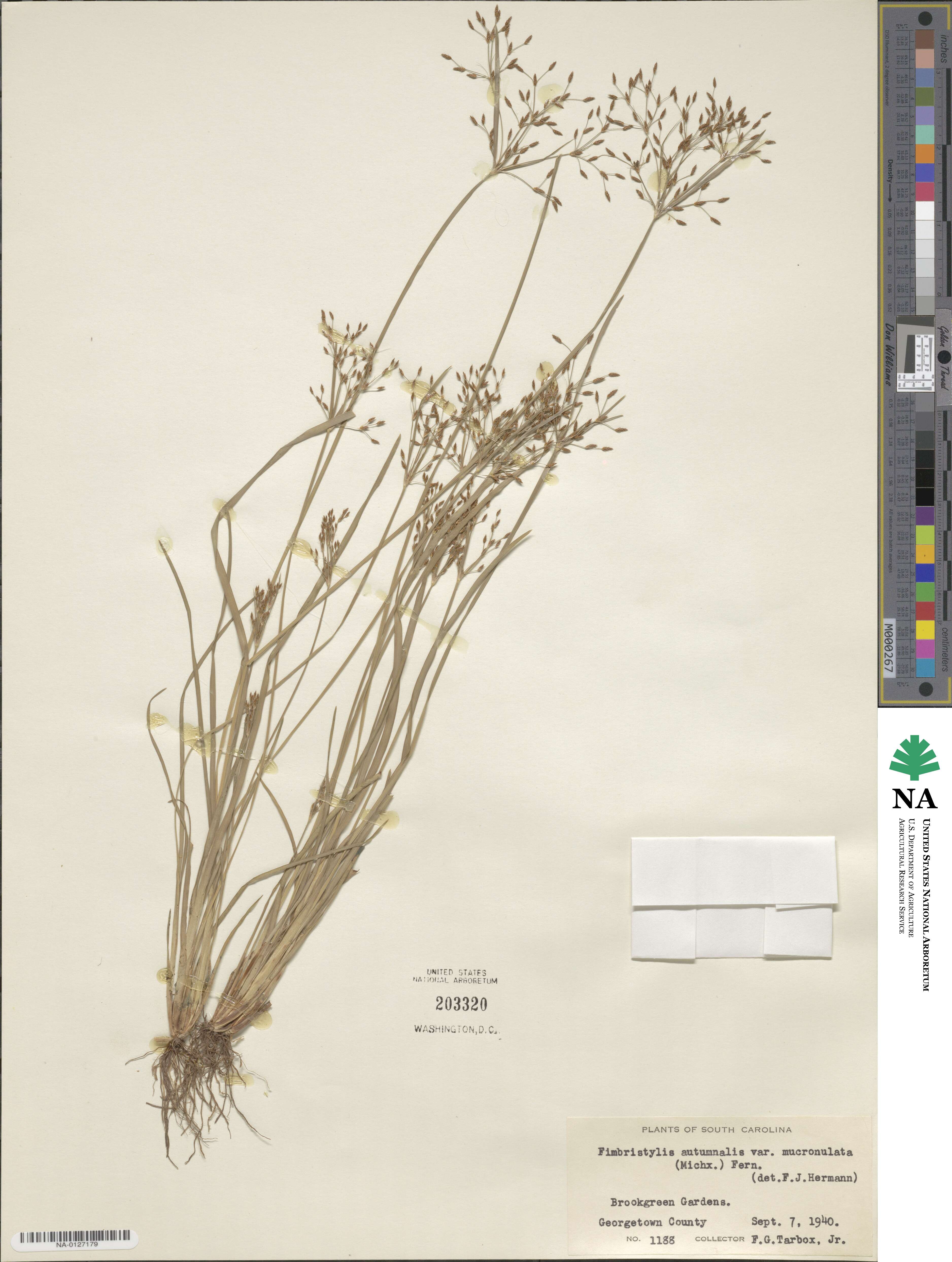 Fimbristylis autumnalis image