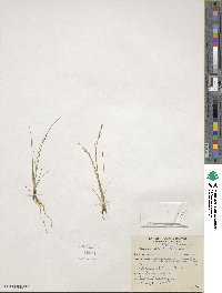 Fimbristylis autumnalis image