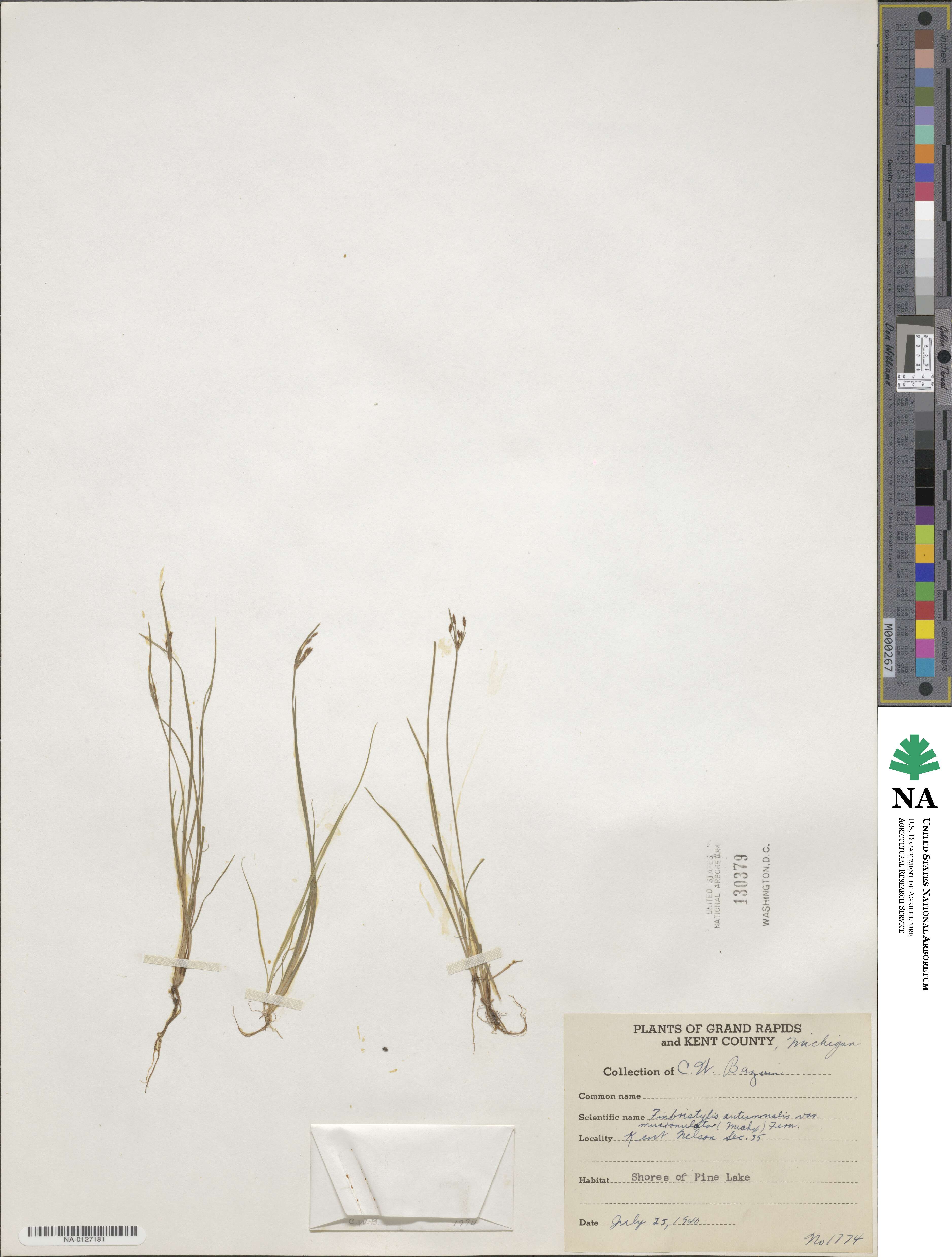 Fimbristylis autumnalis image