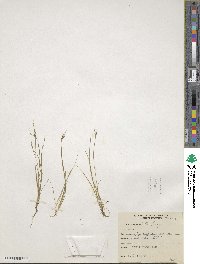 Fimbristylis autumnalis image