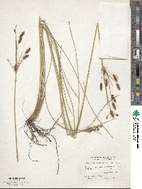 Image of Fimbristylis caroliniana