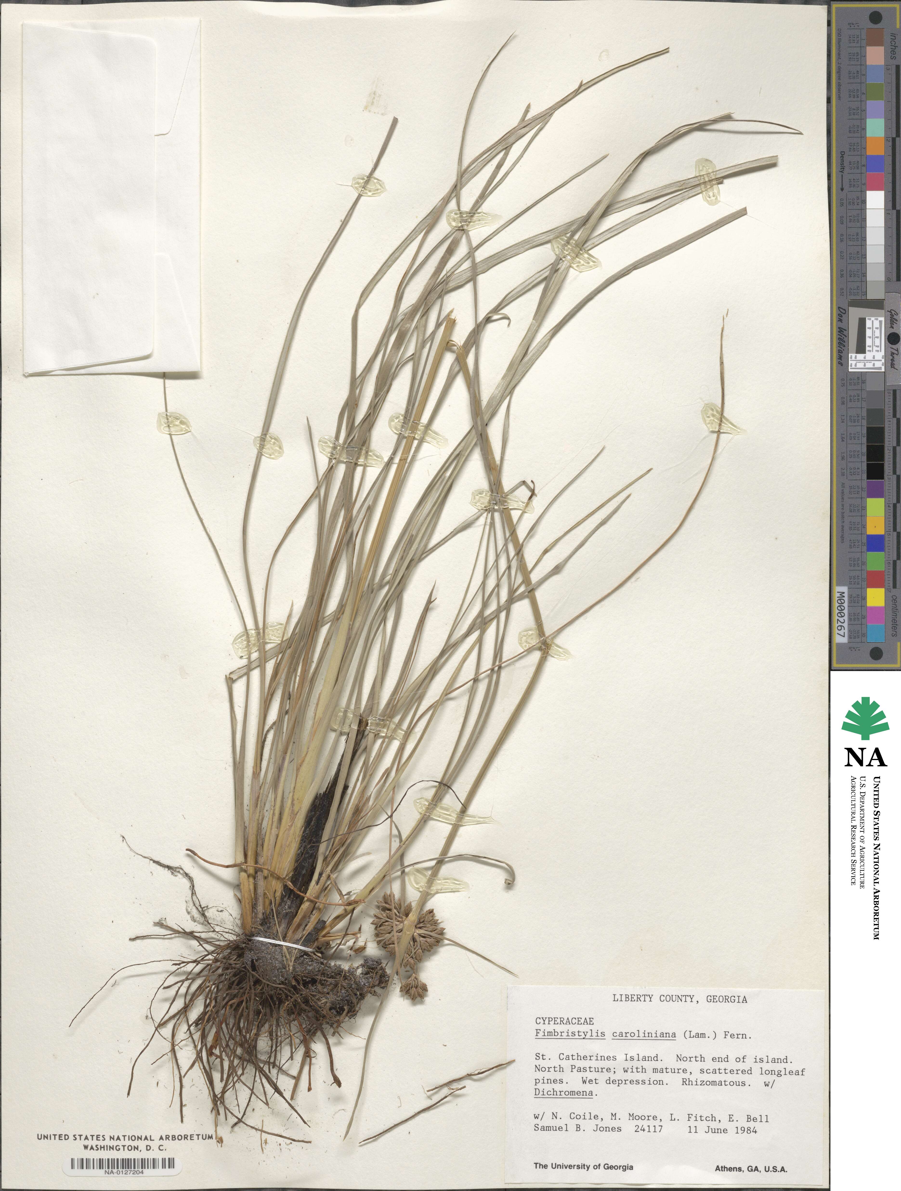 Fimbristylis caroliniana image
