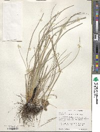 Fimbristylis caroliniana image