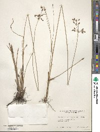 Fimbristylis caroliniana image