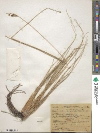 Fimbristylis caroliniana image