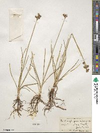 Fimbristylis caroliniana image