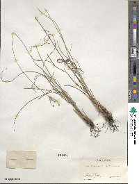 Fimbristylis caroliniana image