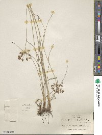 Fimbristylis caroliniana image