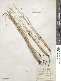 Fimbristylis caroliniana image